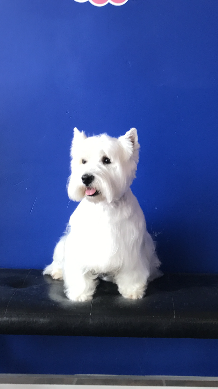  Southpaw Dog Grooming  Don t miss out 